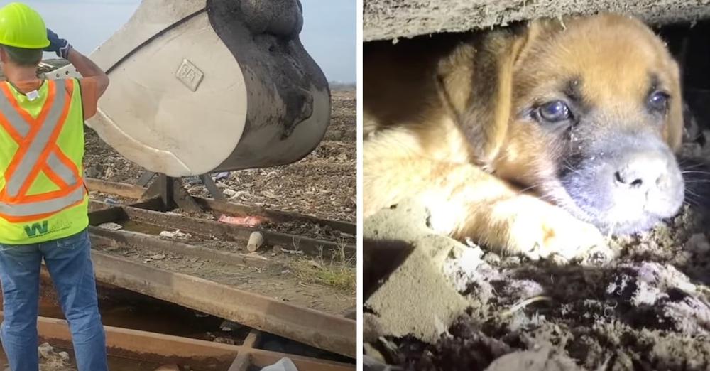 Puppies Were Stuck In A Landfill, And The Heavy Machinery Had To Be Brought Out
