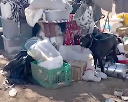 150 Dogs Hoarded On Desert Property Did Their Best To Make Themselves At Home