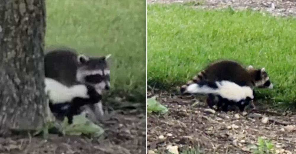 Orphaned Skunk And Raccoon Team Up To Support One Another