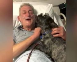 Rescue dog miraculously brings his owner out of a coma