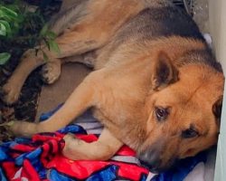 Scrunched Up On Side Of Building, Dog Whiffs Faint Scent Of Burgers