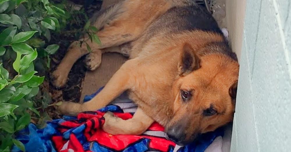 Scrunched Up On Side Of Building, Dog Whiffs Faint Scent Of Burgers