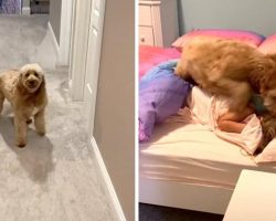 Morning Dog Pays The Kids A Visit Every Day For An Abrupt Wake-Up Call