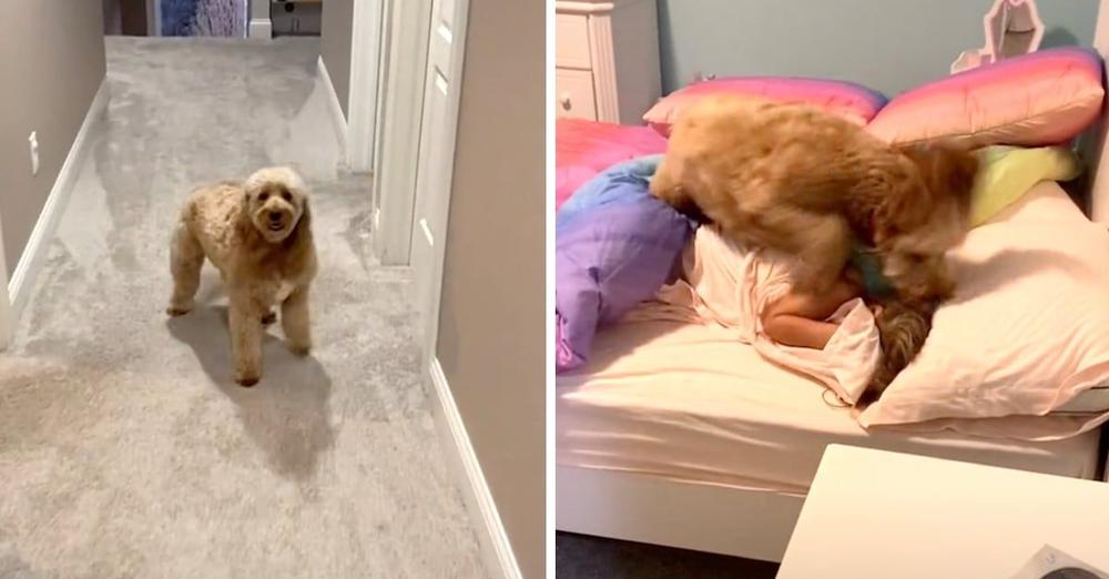 Morning Dog Pays The Kids A Visit Every Day For An Abrupt Wake-Up Call