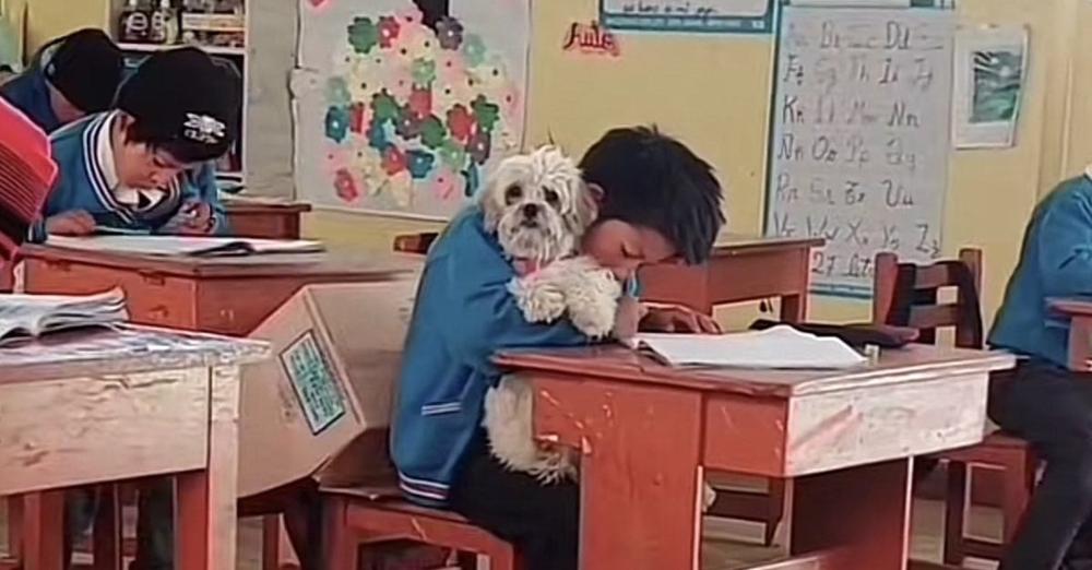 Schoolboy Delighted After Teacher Grants His Special Request to Bring Dog to Class