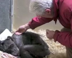 59-Year-Old Dying Chimp Recognizes Her Old Caretaker’s Voice And Has Heartachingly Beautiful Reaction
