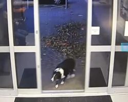 Lost Border Collie Cleverly Gets Herself Help At Police Station