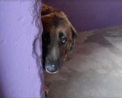 Dog Chained Up For 8 Years Experiences His First Caring Touch