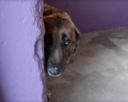 Dog Chained Up For 8 Years Experiences His First Caring Touch