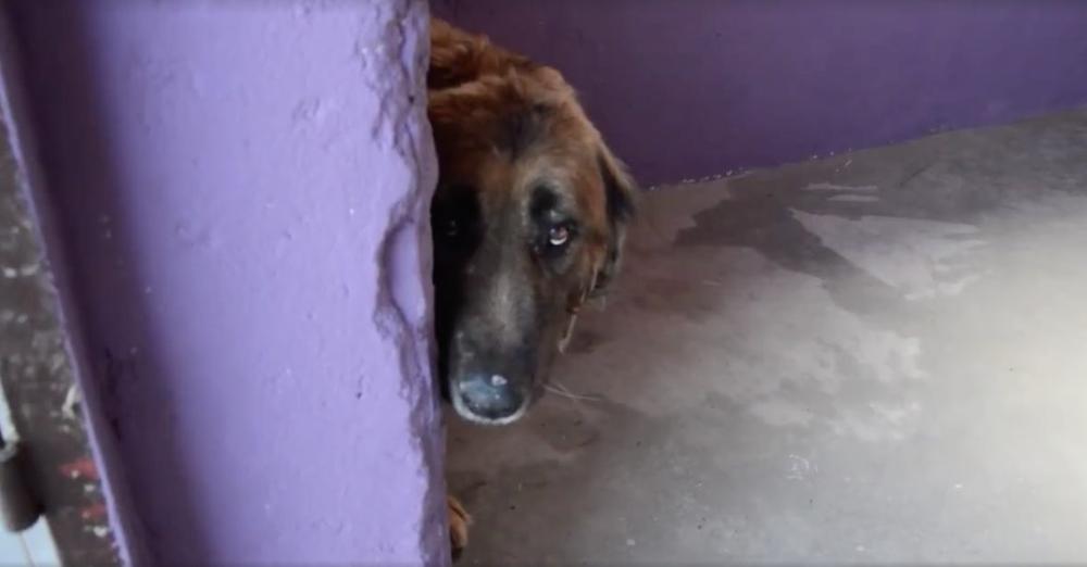 Dog Chained Up For 8 Years Experiences His First Caring Touch