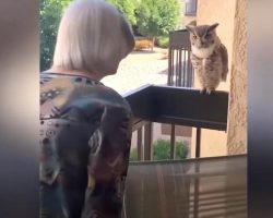Owl Visits 98-Year-Old Grandmother Almost Every Day To Chat