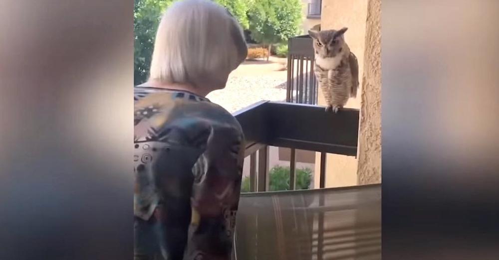 Owl Visits 98-Year-Old Grandmother Almost Every Day To Chat