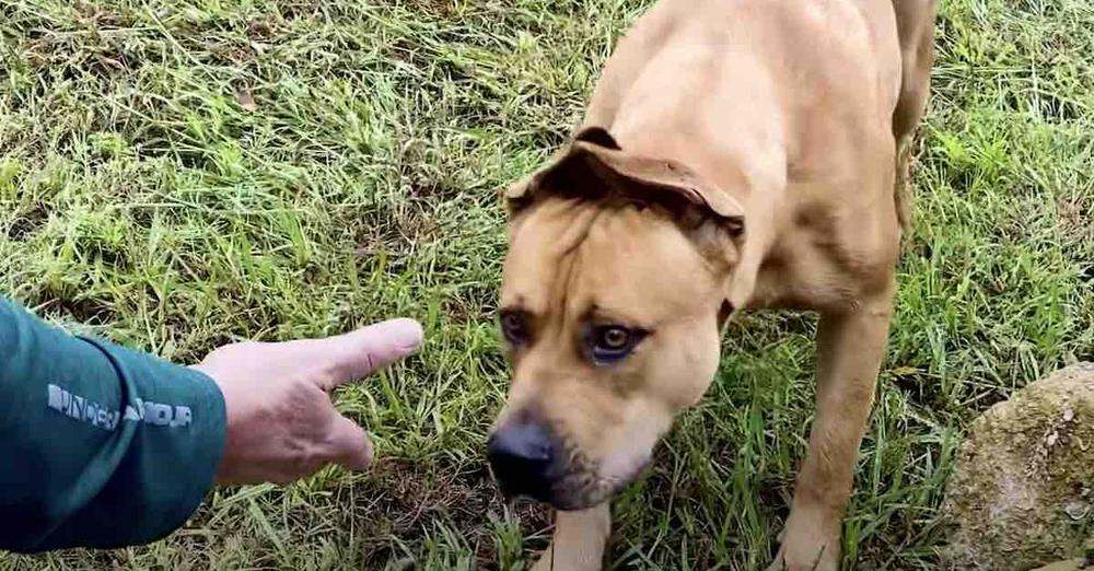 Couple Spends A Year Convincing Stray Dog To Let Them Rescue Him