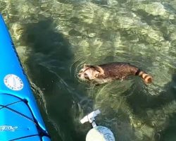 Baby Raccoon Snoozes In Tackle Box After Fisherman Saves Him From Ocean