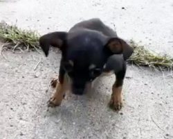 A Sick Puppy Was Abandoned By Her Owner On A Deserted Street