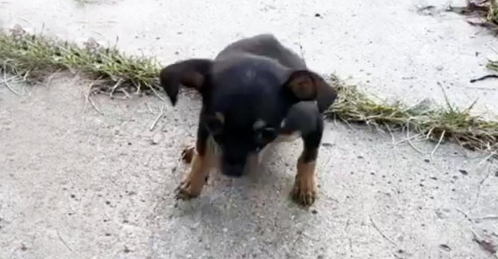 A Sick Puppy Was Abandoned By Her Owner On A Deserted Street