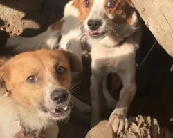Dog Brothers Chained Out Together Were Never Supposed To See Each Other Again