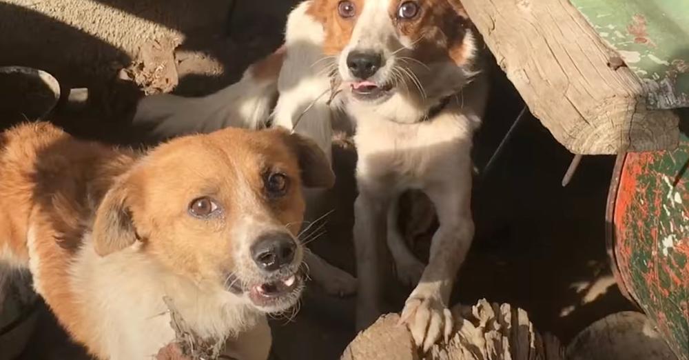 Dog Brothers Chained Out Together Were Never Supposed To See Each Other Again