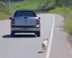 Man Is So Moved By Viral Video Of Dog Being Dumped That He Goes Looking And Saves Him