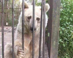 Sad Bear Who Spent 30 Years In Roadside Zoo Makes Remarkable Transformation After Her Rescue