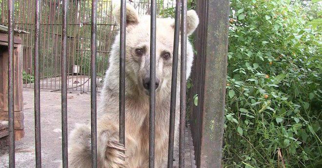 Sad Bear Who Spent 30 Years In Roadside Zoo Makes Remarkable Transformation After Her Rescue