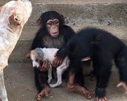 Dying Puppy Rescued From Roadside Makes Amazing Recovery At Chimp Sanctuary