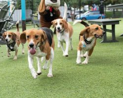 Rescued beagles reunite for “Beagleversary” one year after being freed from breeding facility