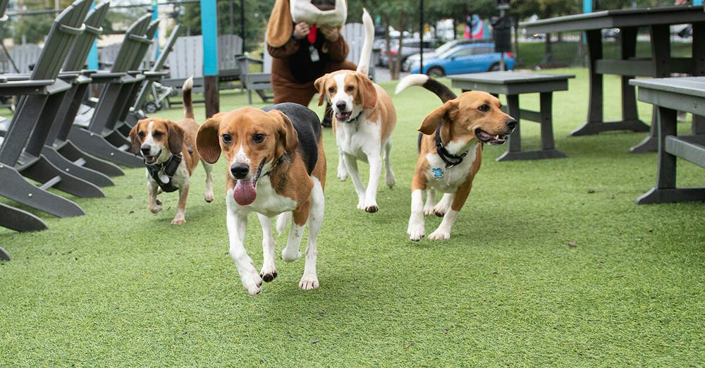 Rescued beagles reunite for “Beagleversary” one year after being freed from breeding facility