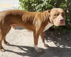 Abandoned Pit Bull Howls Every Morning Looking For His Family