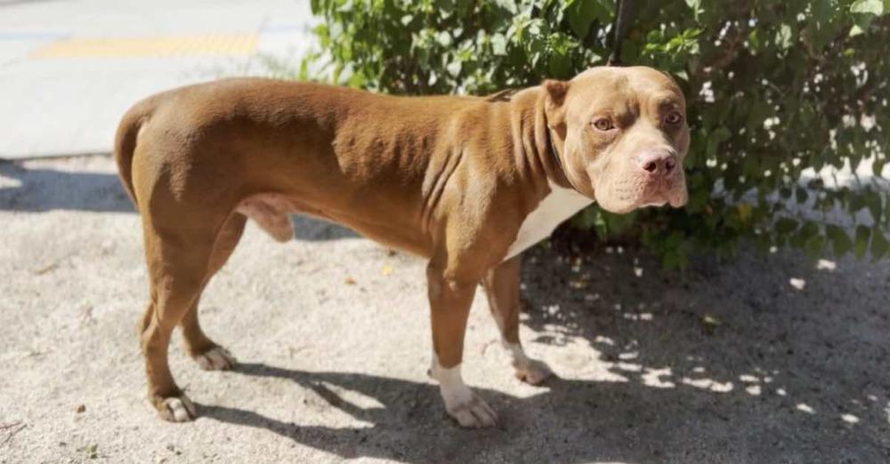 Abandoned Pit Bull Howls Every Morning Looking For His Family