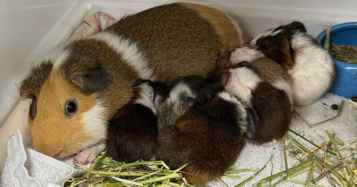 Shelter guinea pig mom gives birth to 10 babies, more than the world record
