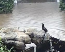 Central Park sea lion escapes and roams zoo after NYC flooding