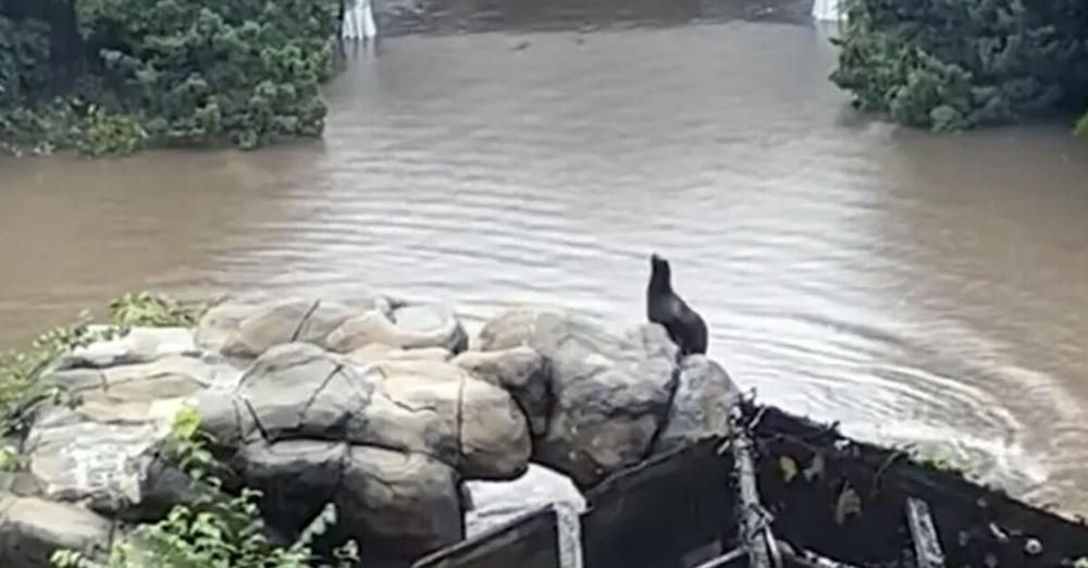 Central Park sea lion escapes and roams zoo after NYC flooding