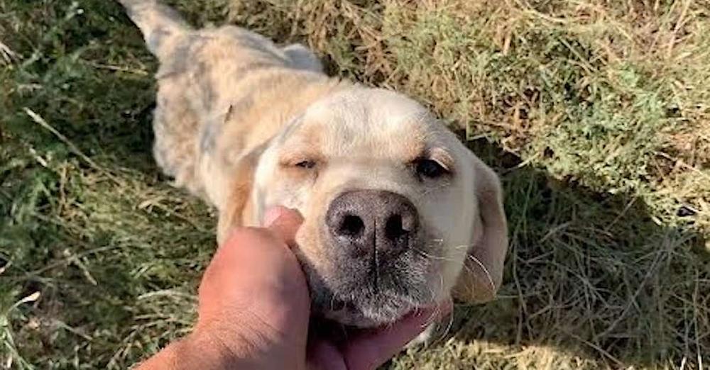 Abandoned and Exhausted, Labrador Retriever Collapses at Rescuer’s Feet