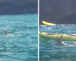 Fawn Struggles To Stay Afloat Alone In The Water, But Some Kayakers Intervene