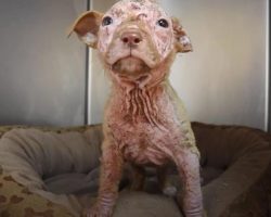 Bald Puppy Becomes Peach Fuzz Baby With Pampering From Mom And Pack