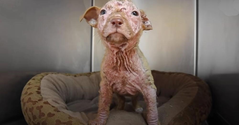 Bald Puppy Becomes Peach Fuzz Baby With Pampering From Mom And Pack