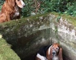 Loyal Dog Guards Her Trapped Friend For A Week Until She Finds Humans To Save Her