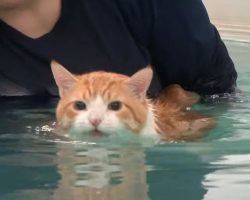 Fat Cat’s Weight Loss Routine Swimming In Pool Goes Viral