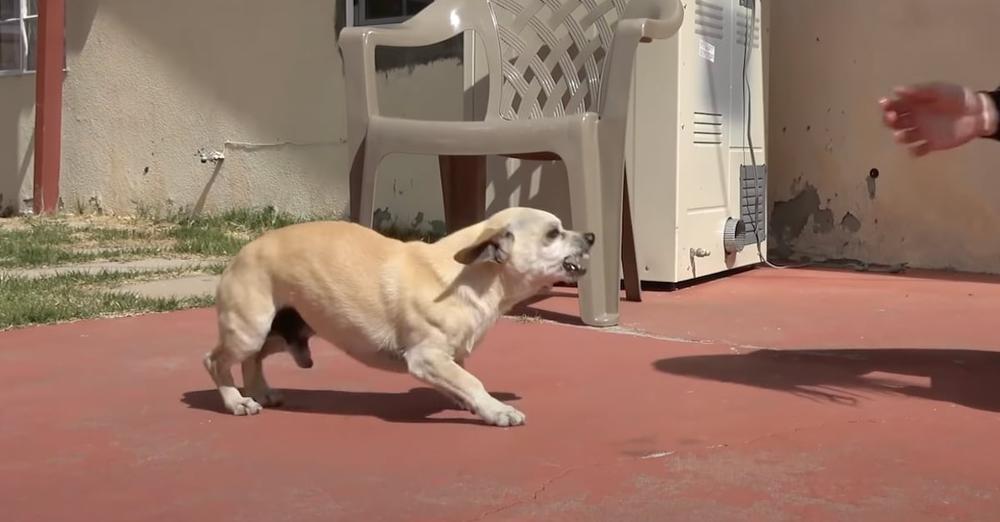 Chihuahua Screamed Out Anytime Someone Tried Touching Him