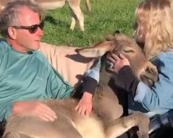 Donkey Loves Sitting In Lap While Being Serenaded