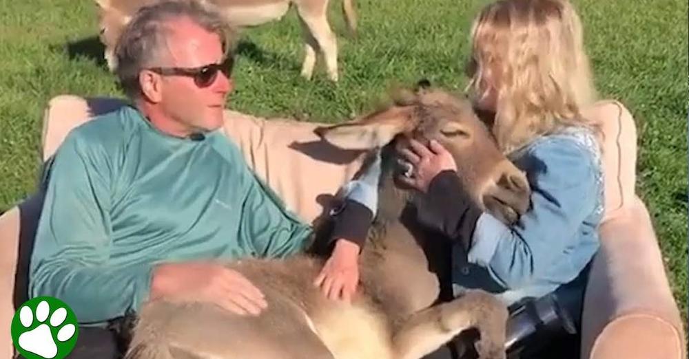 Donkey Loves Sitting In Lap While Being Serenaded