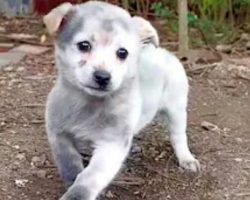 Puppy Hobbled To Woman Begging For Food, She Gave Him Everything Instead