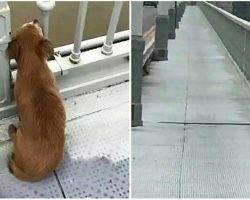 Dog is found waiting on bridge days after owner committed suicide