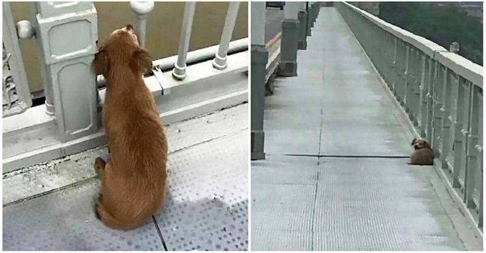 Dog is found waiting on bridge days after owner committed suicide