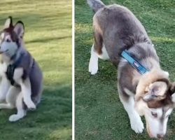 This Husky Pup Had Trouble Walking, But One Person Thought He Was Perfect