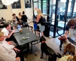 The ‘No Leash’ Dog Cafe With Menus For Humans And Canines