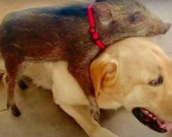 Wild Boar Grows Up Assuming Lab’s His Mama And That He’s A Dog Too
