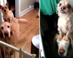 Tiny Dog Adorably Rides On Golden Retriever To Get Attention And Treats