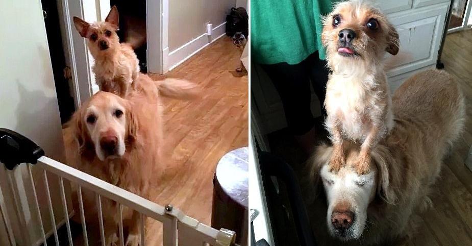 Tiny Dog Adorably Rides On Golden Retriever To Get Attention And Treats